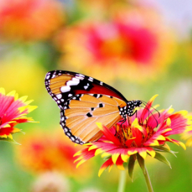 butterfly
