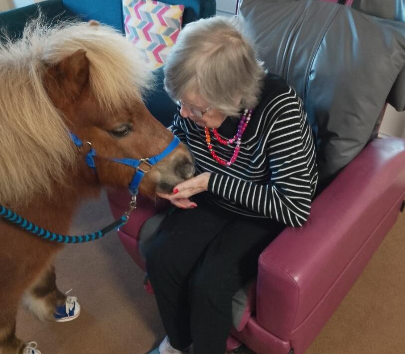 therapy pony visit at care home