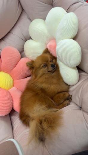 small dog surrounded by flower pillows